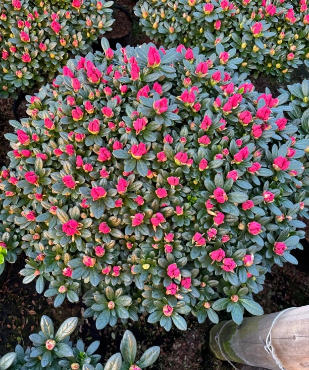 【精品杜鹃花】四季好养护杜鹃花室内外盆栽地栽一物一拍顺丰包邮