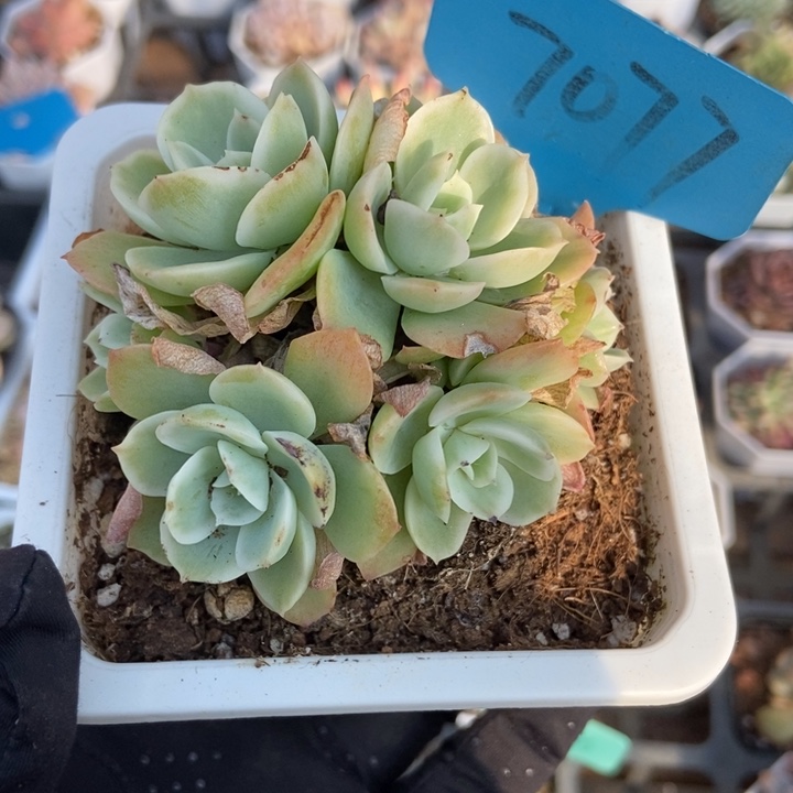 7077柠檬玫瑰多肉植物保护