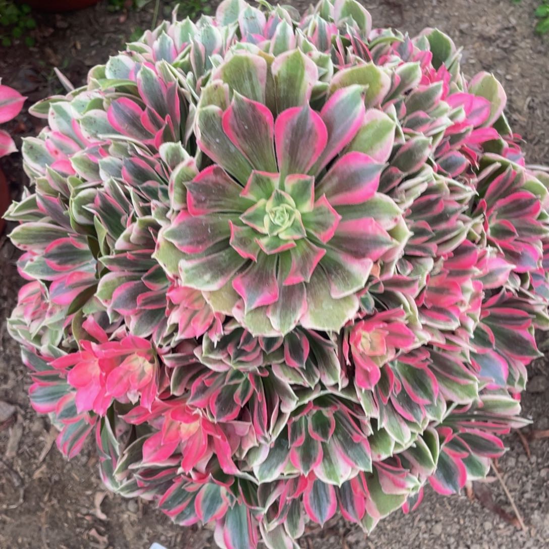 059男神精品法师老桩