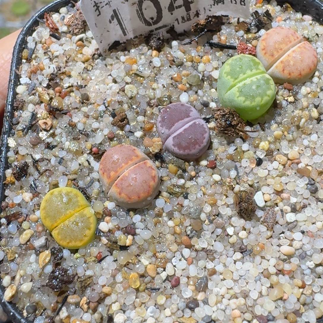 Sss清仓便宜出104