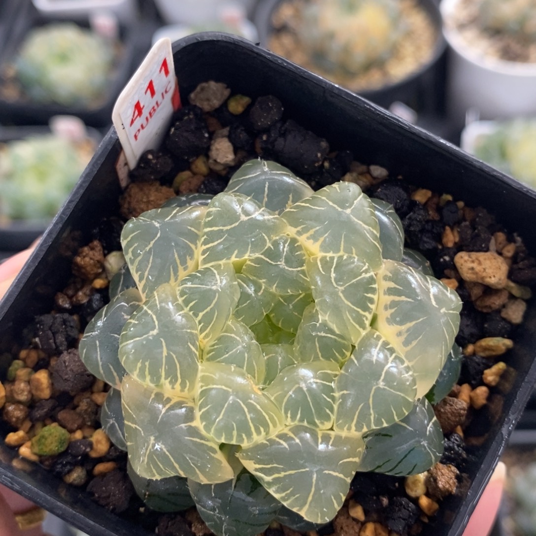 不开花植物411玉露