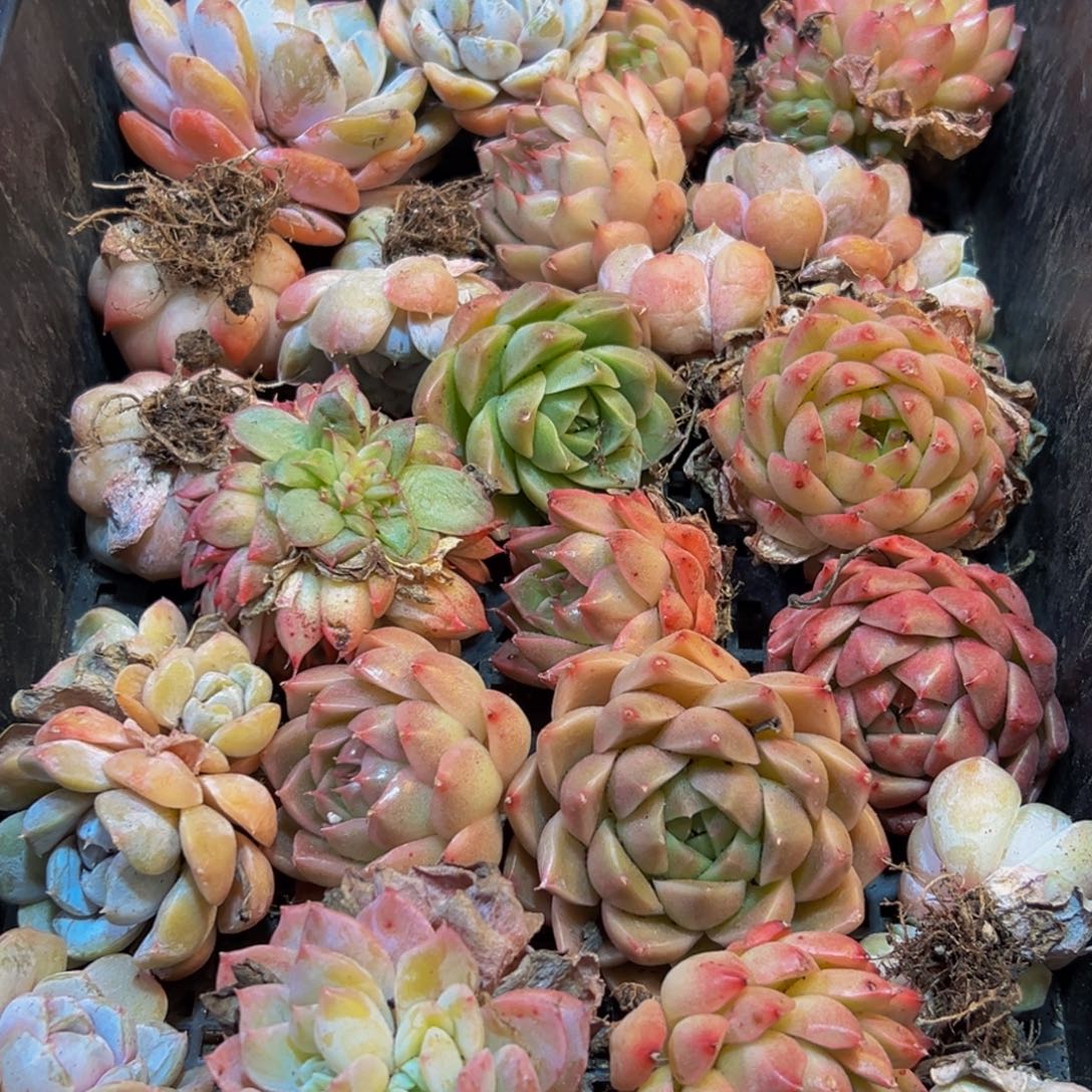 127多肉葡萄的味道