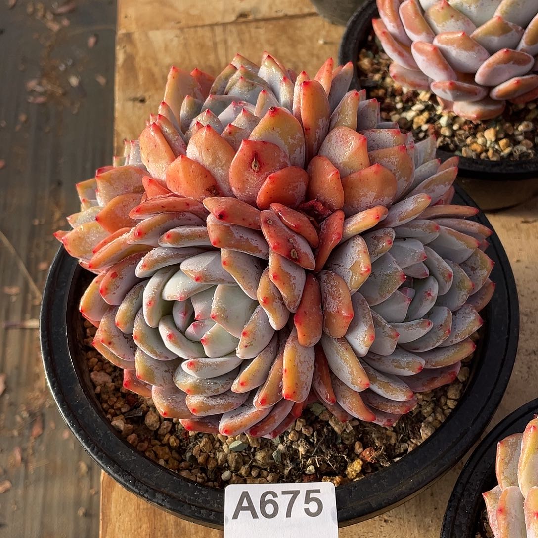 肉****675多肉植物多肉植物