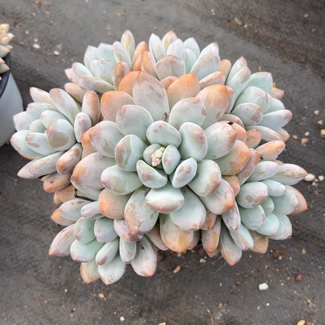 1118374 香水手捧群