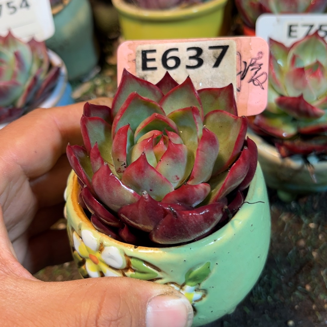 惊鸿一瞥637号多肉