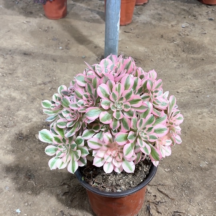 多肉植物法师女朗42