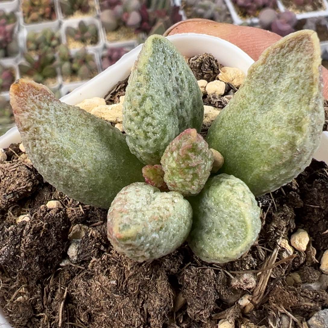 奶油冰淇淋水泡多肉植物