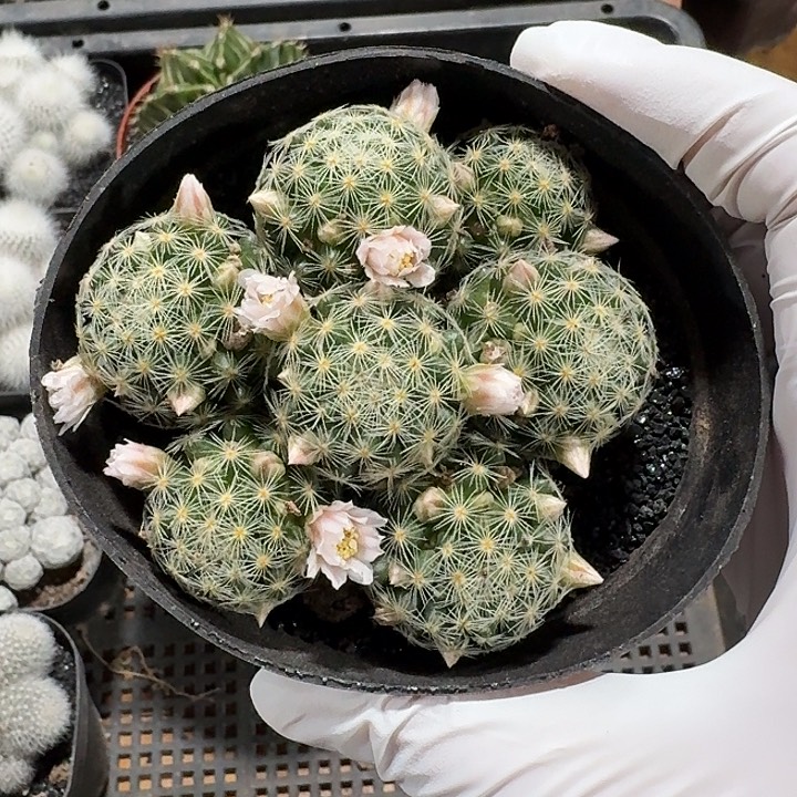 吉赛尔仙人球123