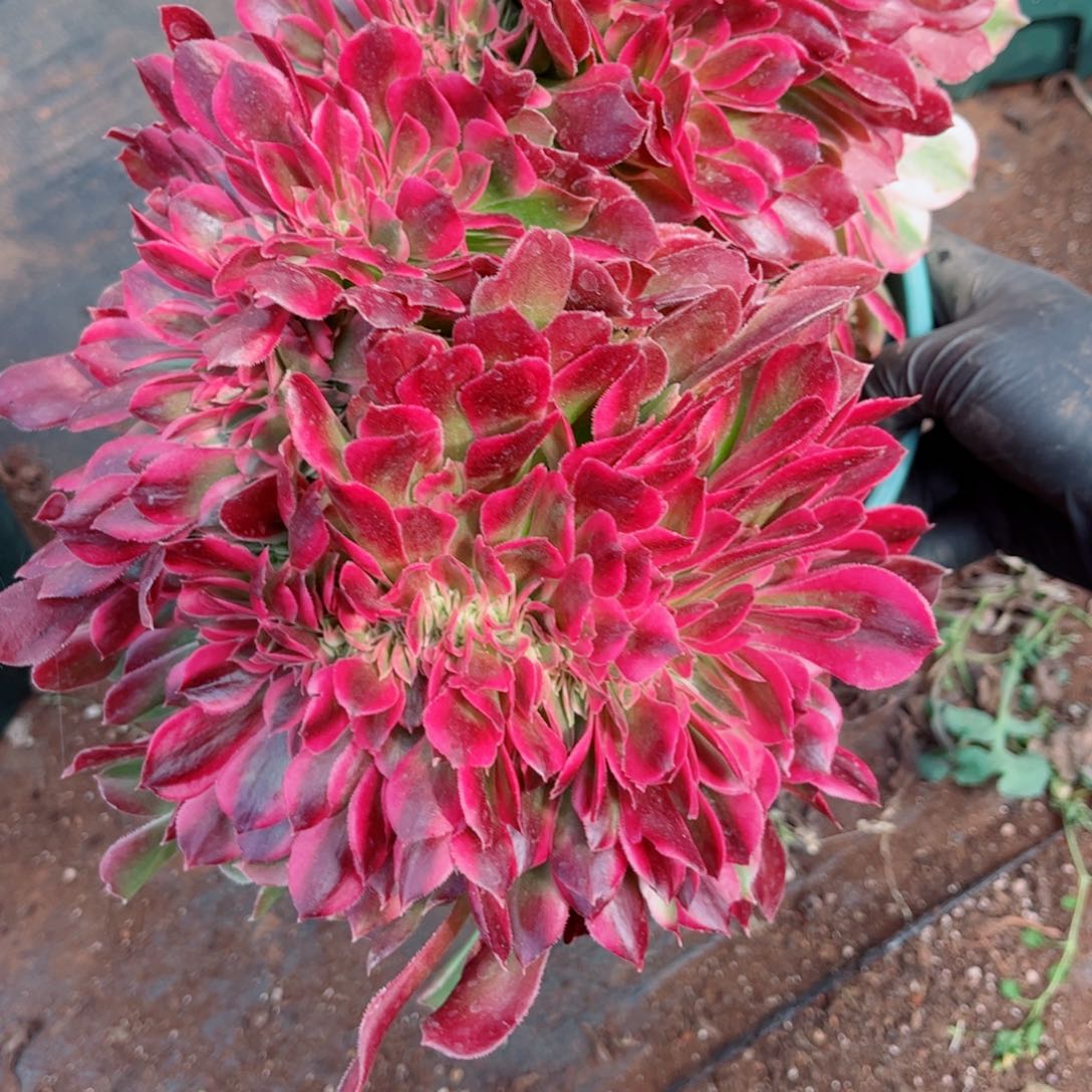 多肉植物666法师