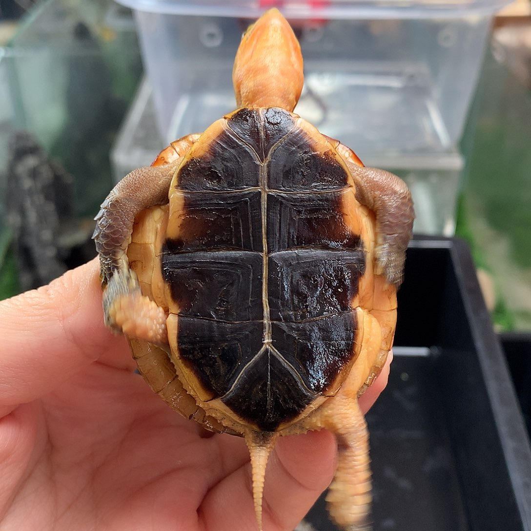 宠物龟母皖南安缘