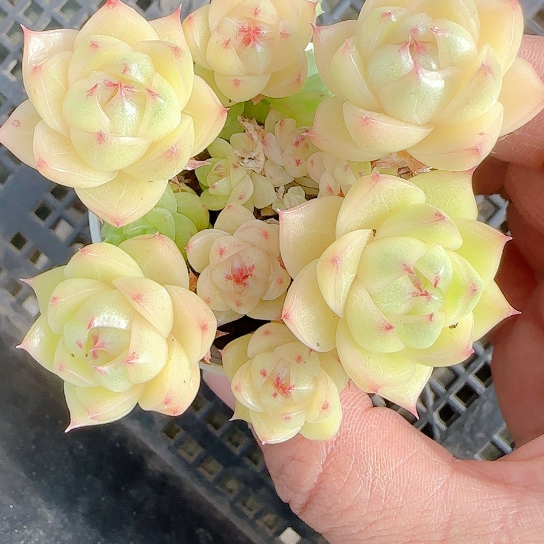 蔚***岚1129-132（m1-95）专拍