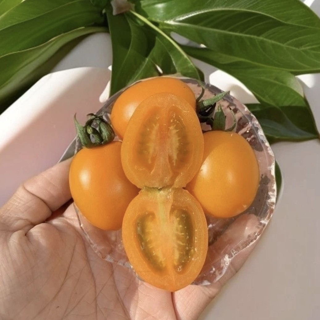 【黄珍珠柿子】黄珍珠柿子新鲜采摘应季水果毛重4.5斤