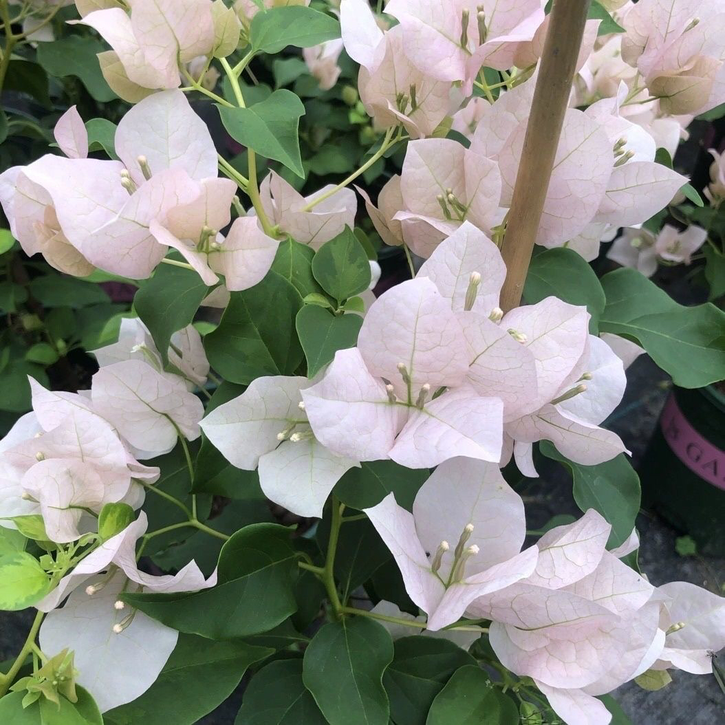 暗斑丽人稀有贵货三角梅带盆种好发货