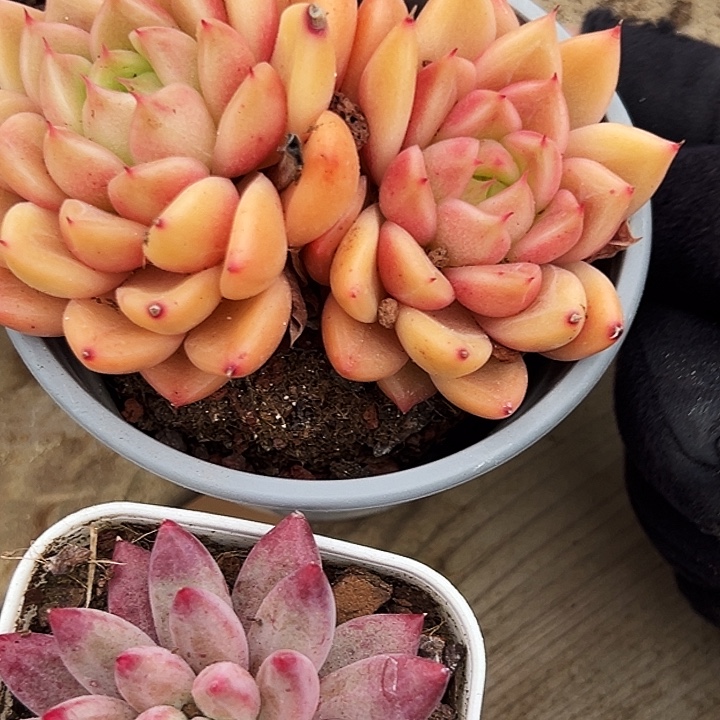 用***8双头 星空珍妮，单头金鱼姬