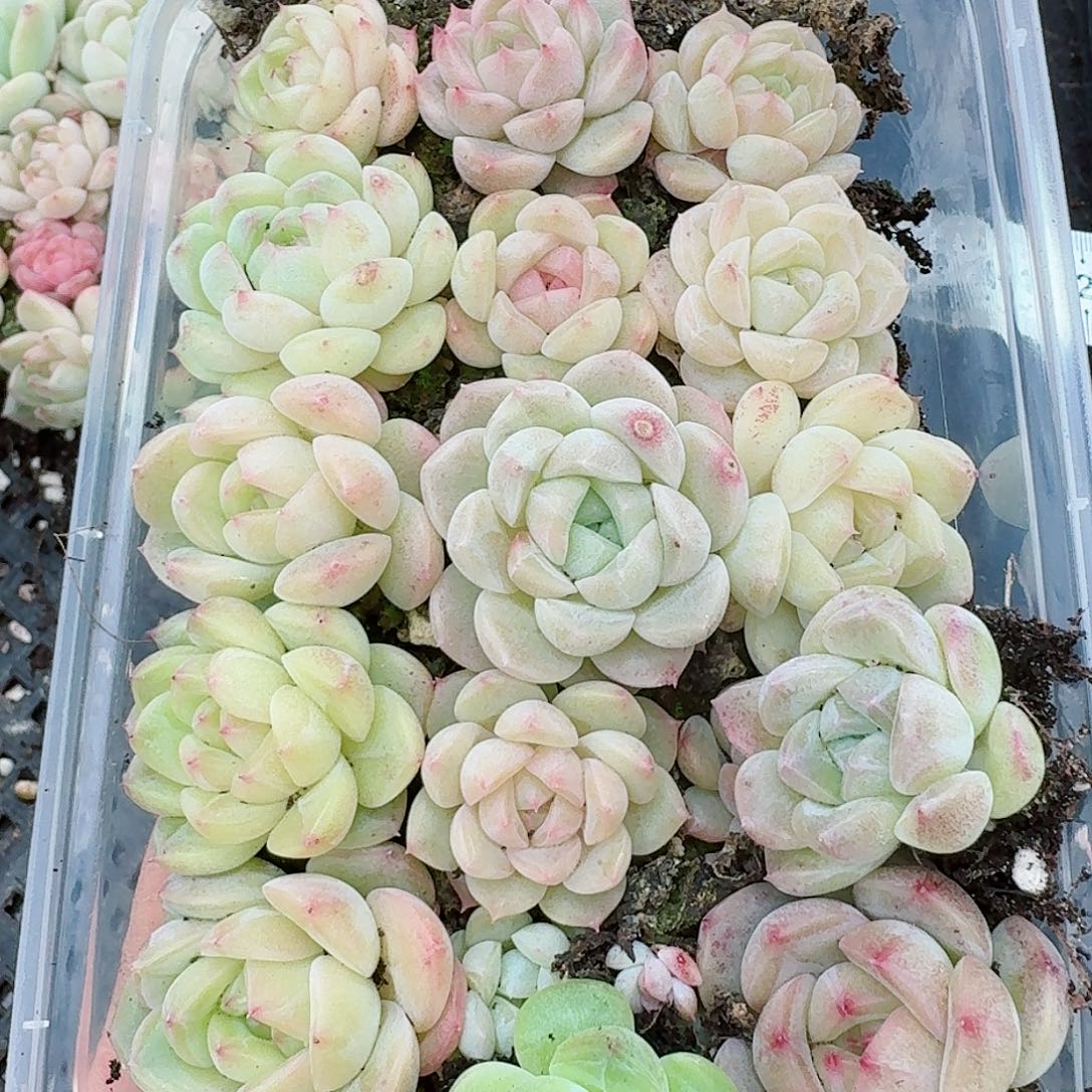 杂交新品珍妮多肉19