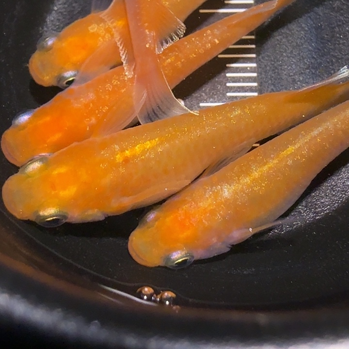 青鳉鱼一物一拍961