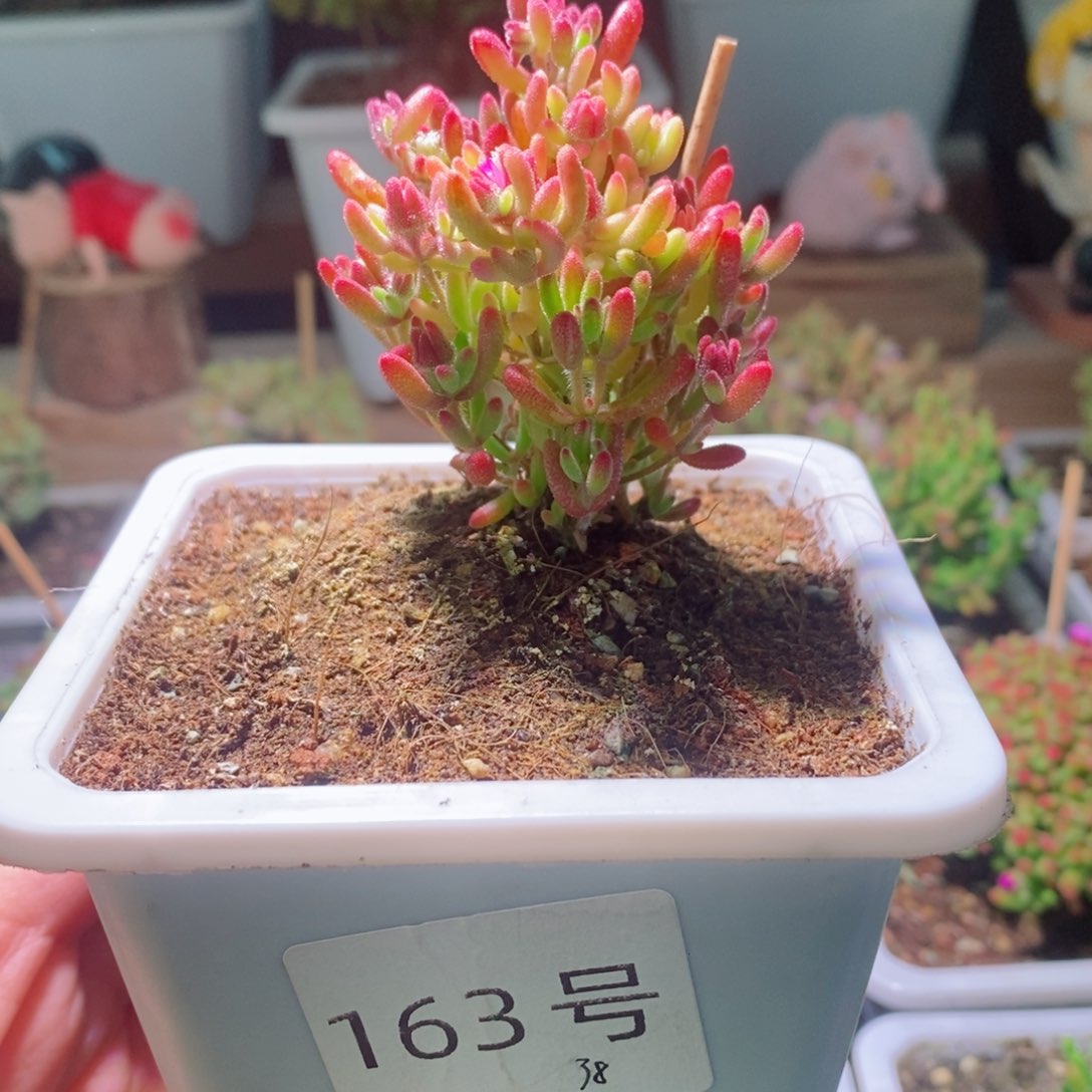 红宝石锦带盆土发货一物一拍