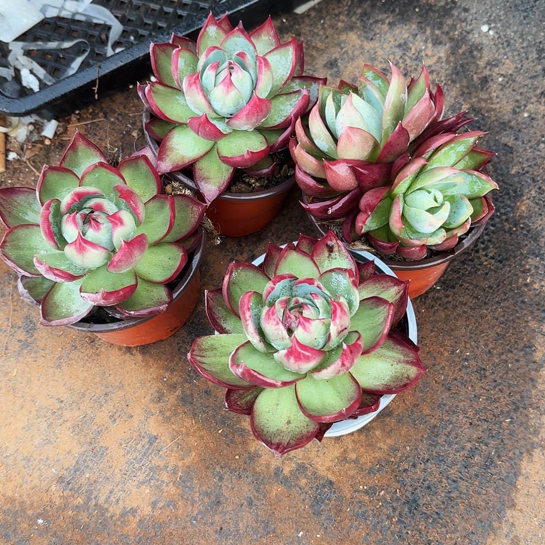 娜***津无花朵惊鸿仙子4个