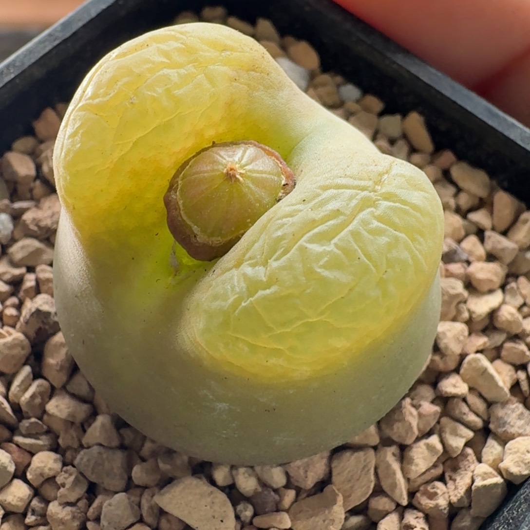 3公分毛汉尼特价3930