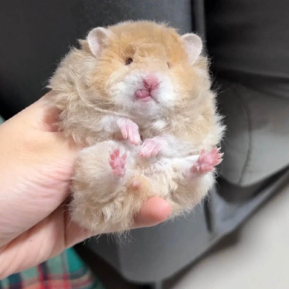 视频挑选发家养直毛金丝熊长毛卷毛波利