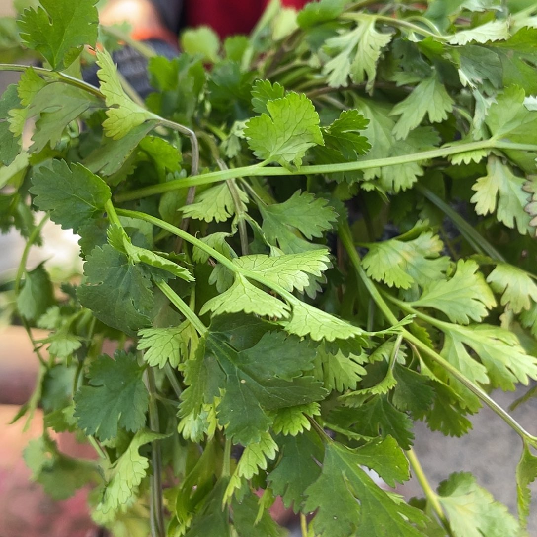 中国大陆香菜一斤含箱赶集