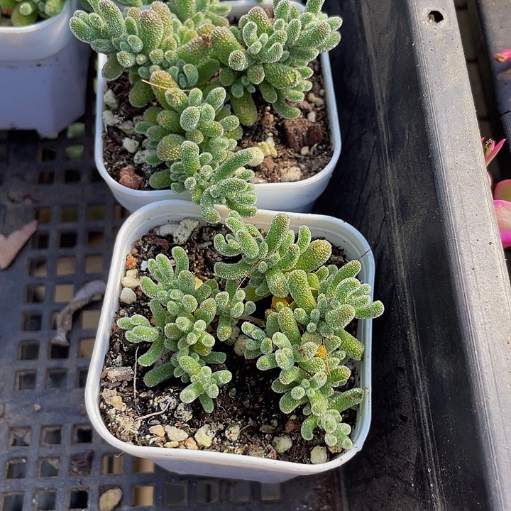 冰晶糖球带盆土发