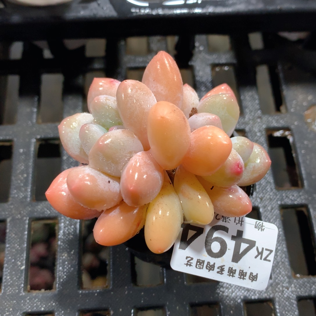 肉萌萌拇指盆精控多肉ZK494