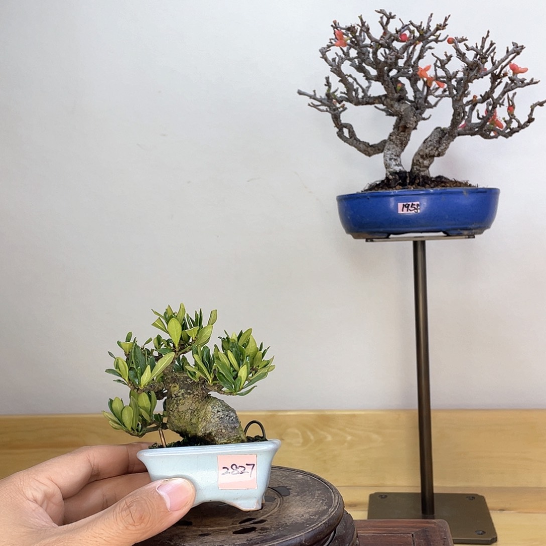 木本一寸法师栀子花盆栽
