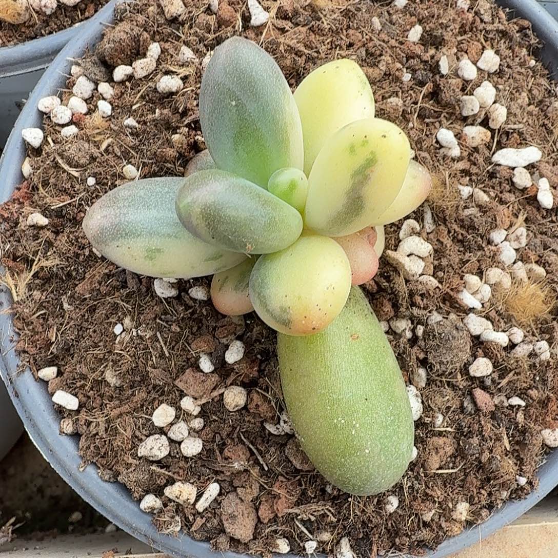 糖果美人111221-306