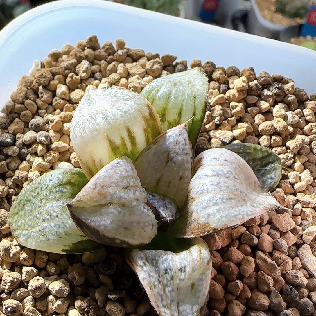 204号大型丸叶青蟹锦一物一拍带盆土