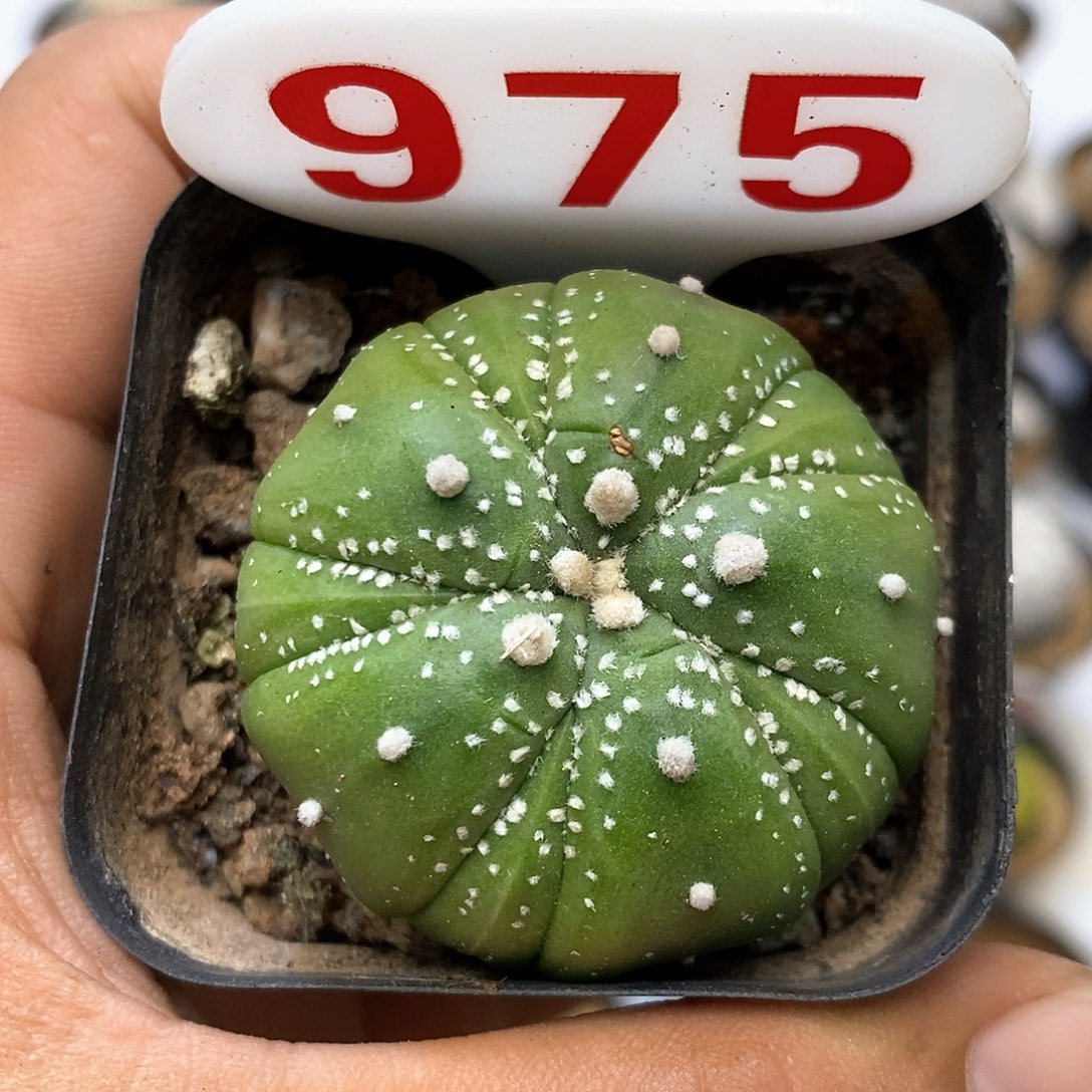 975特价款处理特价