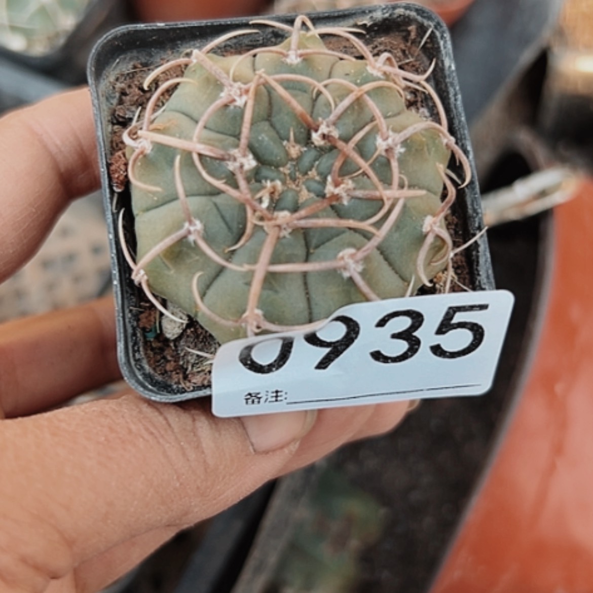 【闪购商品】935实生圆盘玉