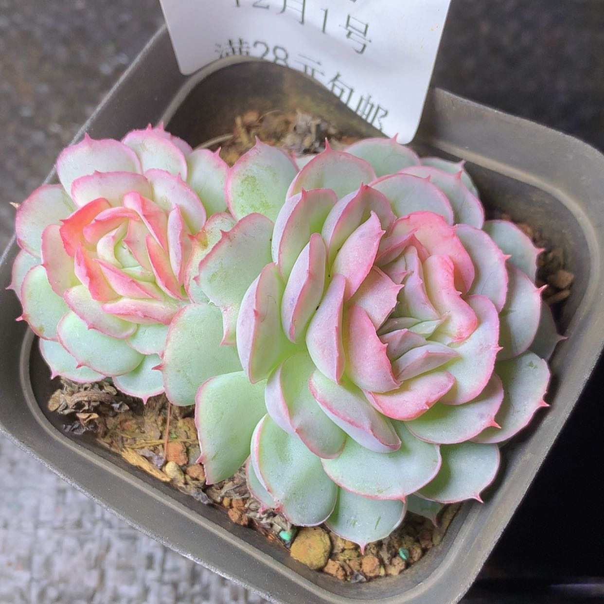 【闪购商品】云532号