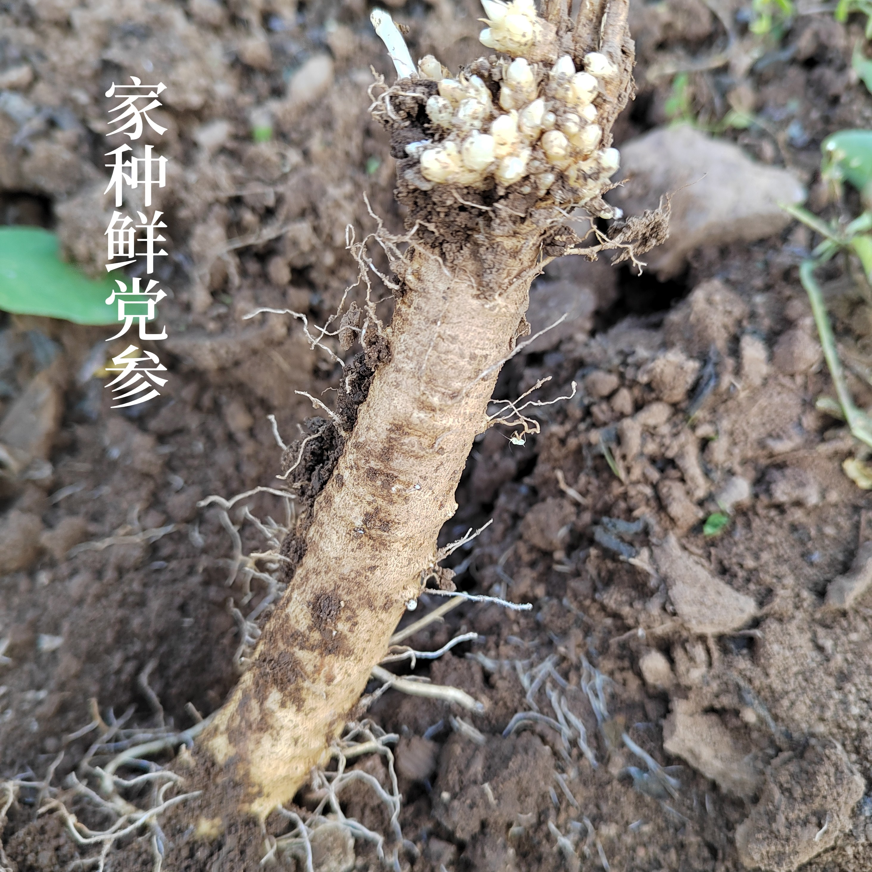 鲜党参 甘肃新鲜党参有浮土当季产新