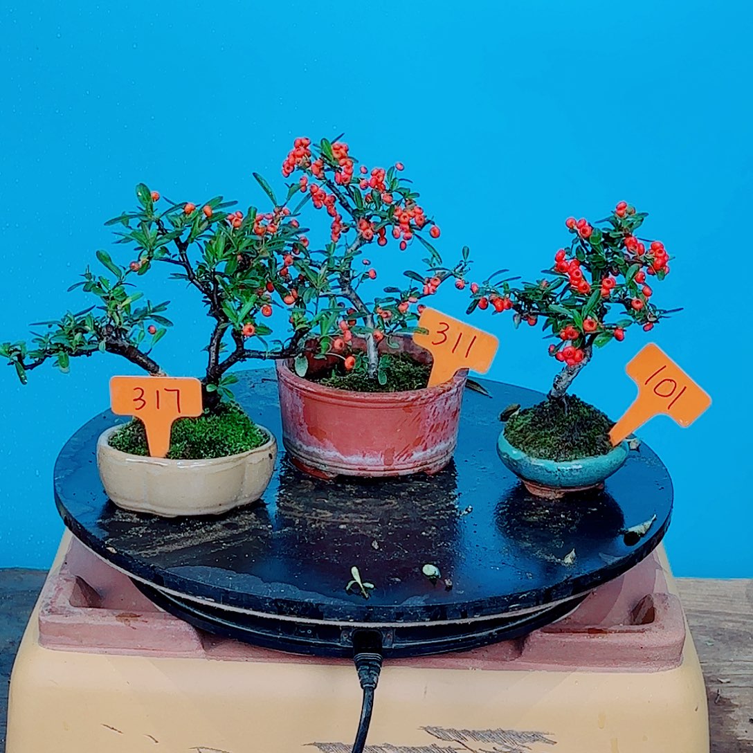 午***盏无花朵火棘吉祥果小老桩