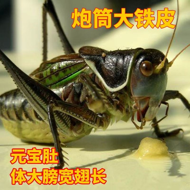 XQ狼牙山野籽铁皮蝈蝈包叫开箱视频死亡补发鸣虫