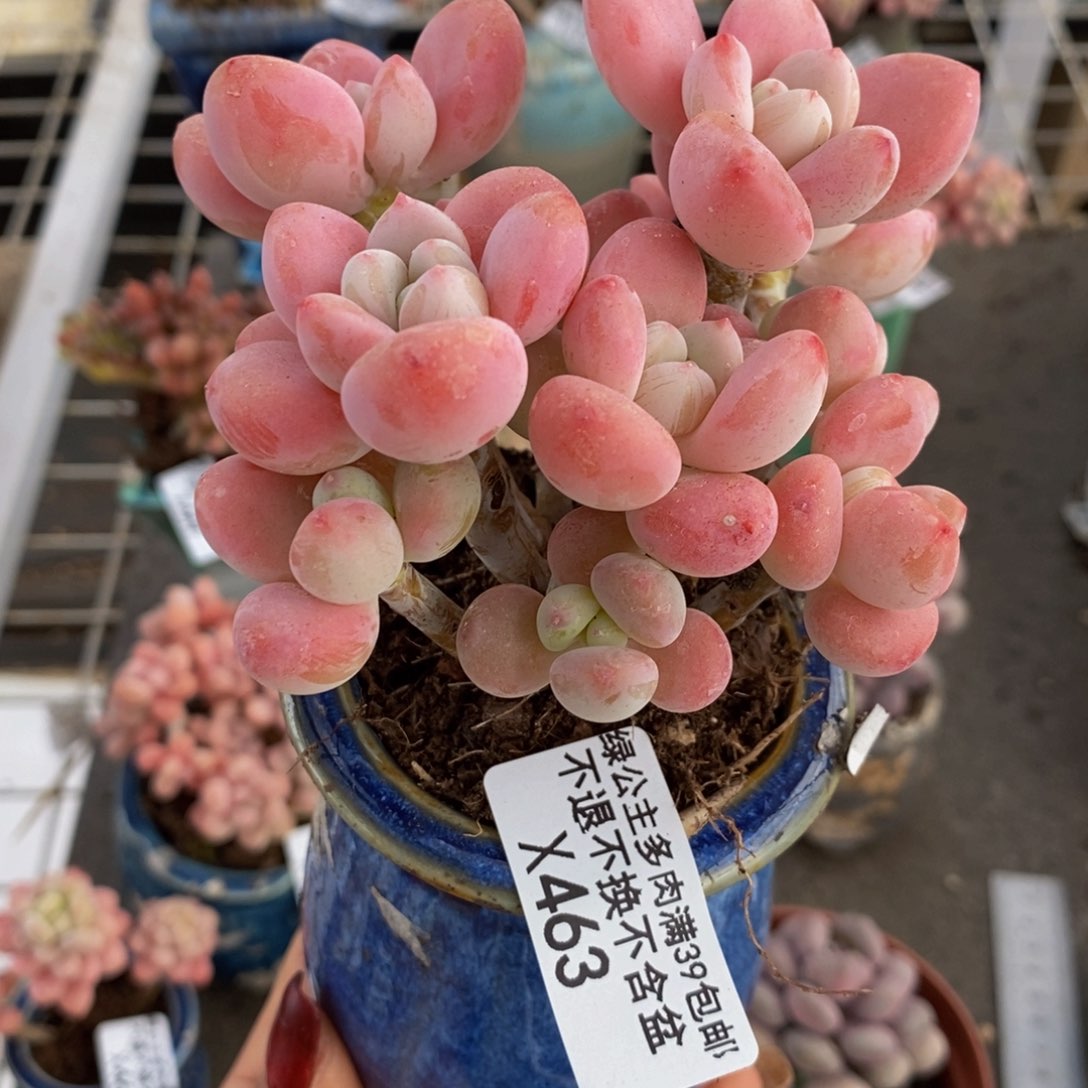 用****6樱花洛神463/8c m