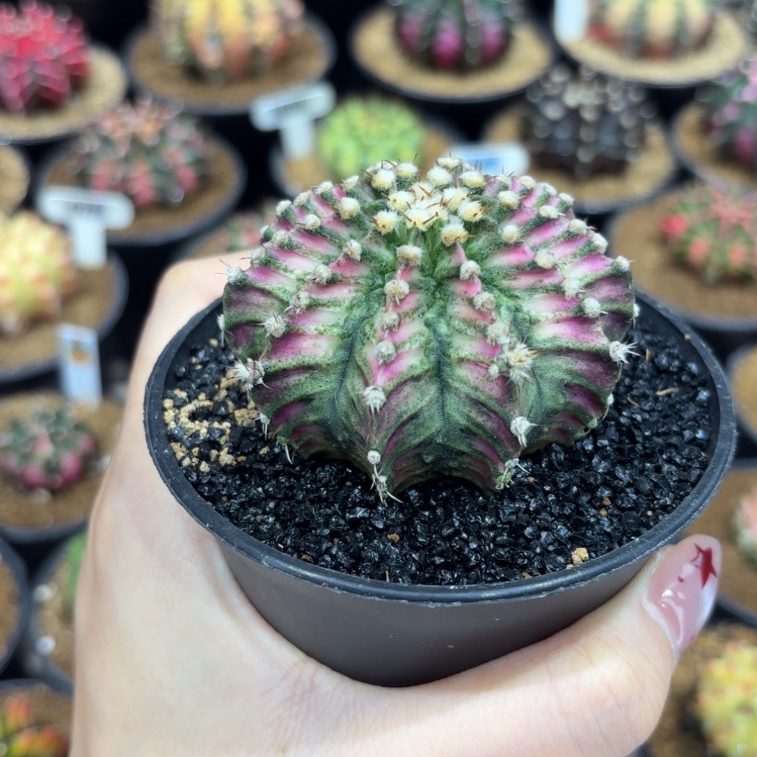 6.4cm肋骨海神福利 带盆土发货