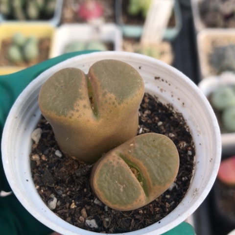 多肉肉锥 蛋糕风铃