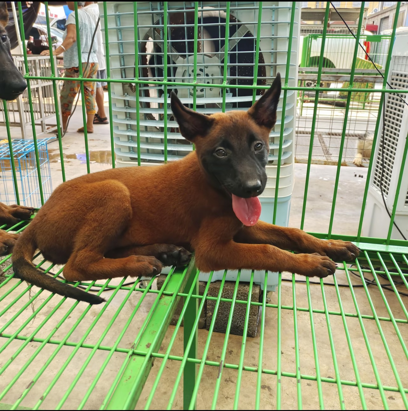 活体马犬幼犬高智商适合看家护院的中型宠物犬