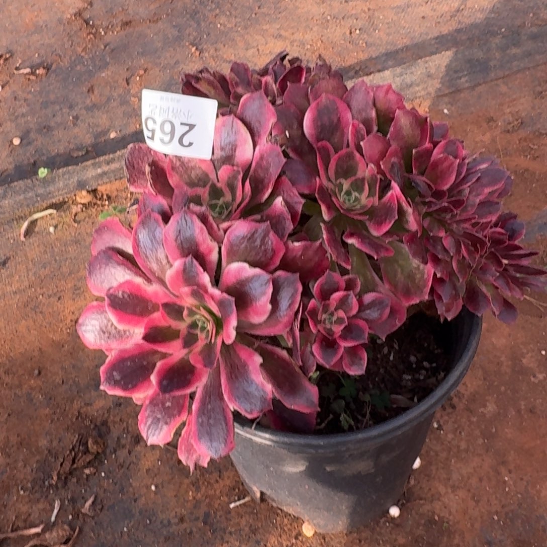 265福利缀化多肉植物满28包邮