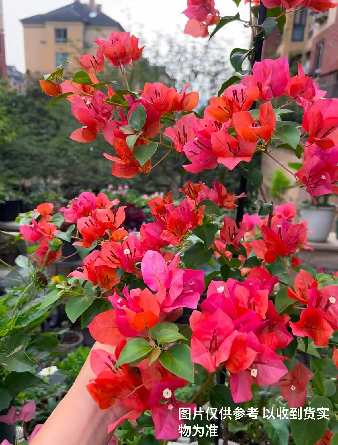 【暗斑夕阳红】【包对版】三角梅四季开花爬藤飘枝好养护【无售后】