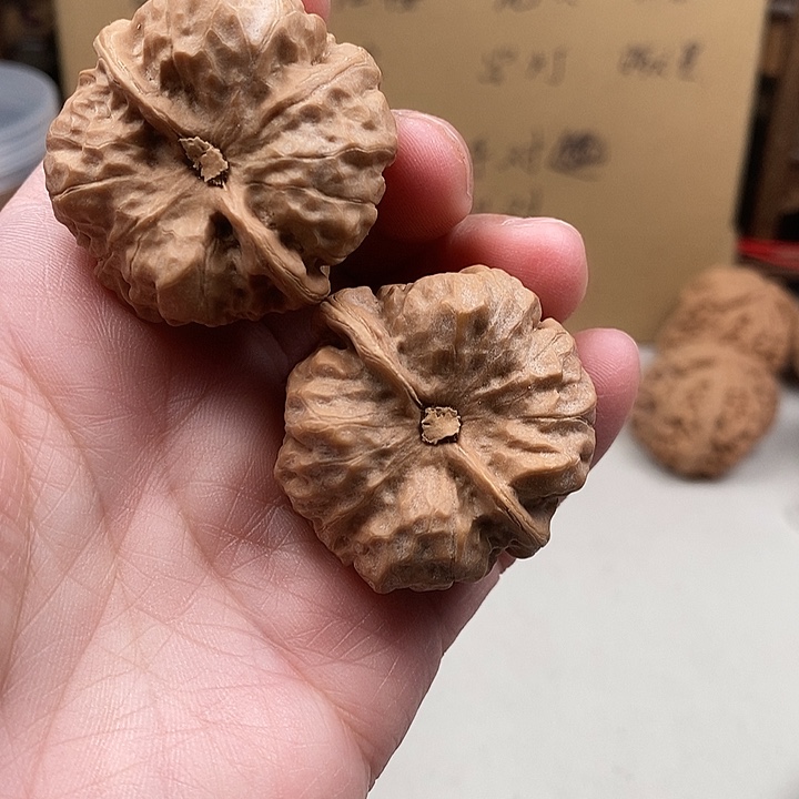 执***鼠木质类42.42.42.42.42