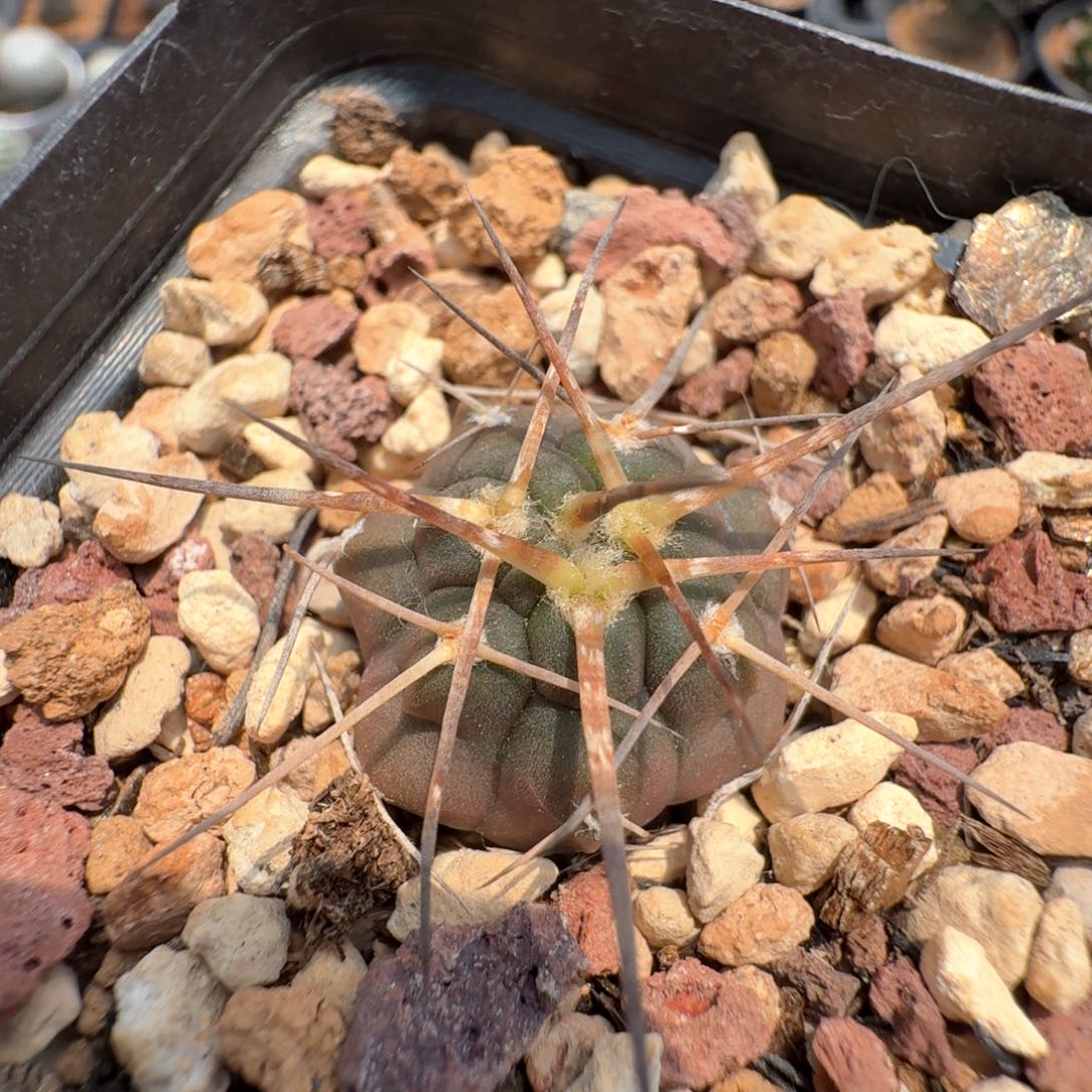 无花朵实生天平丸