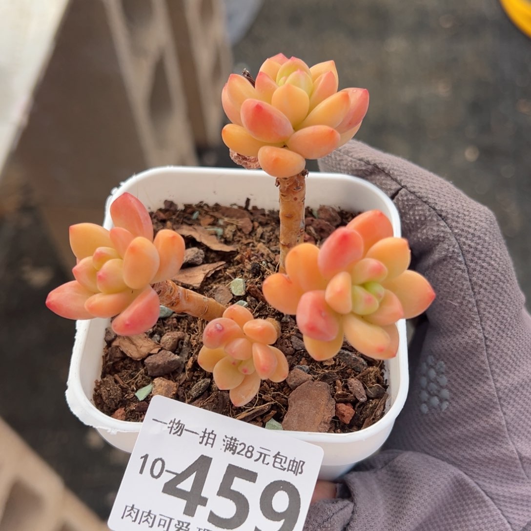 香格里拉多肉多肉多肉多肉