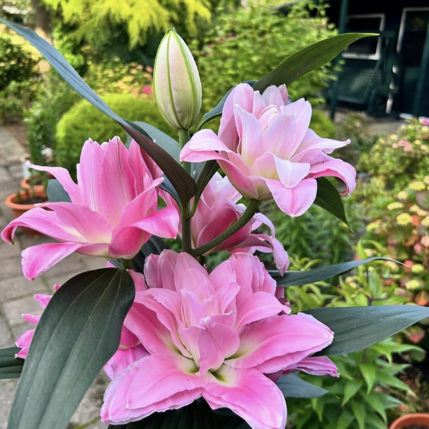 优尼格1颗大球重瓣香水百合盆栽阳台庭院春季趣味盆栽