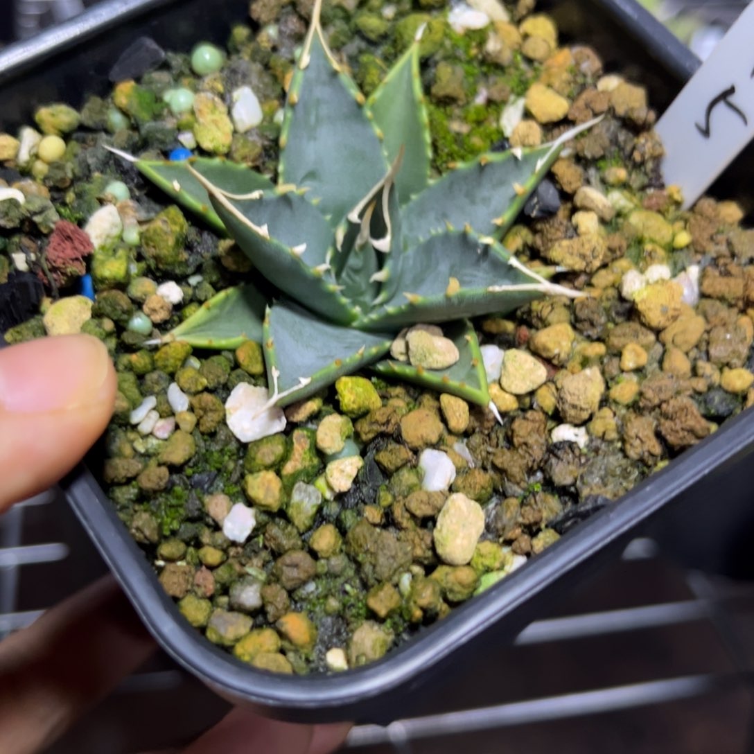 妖炎多肉绿植盆栽