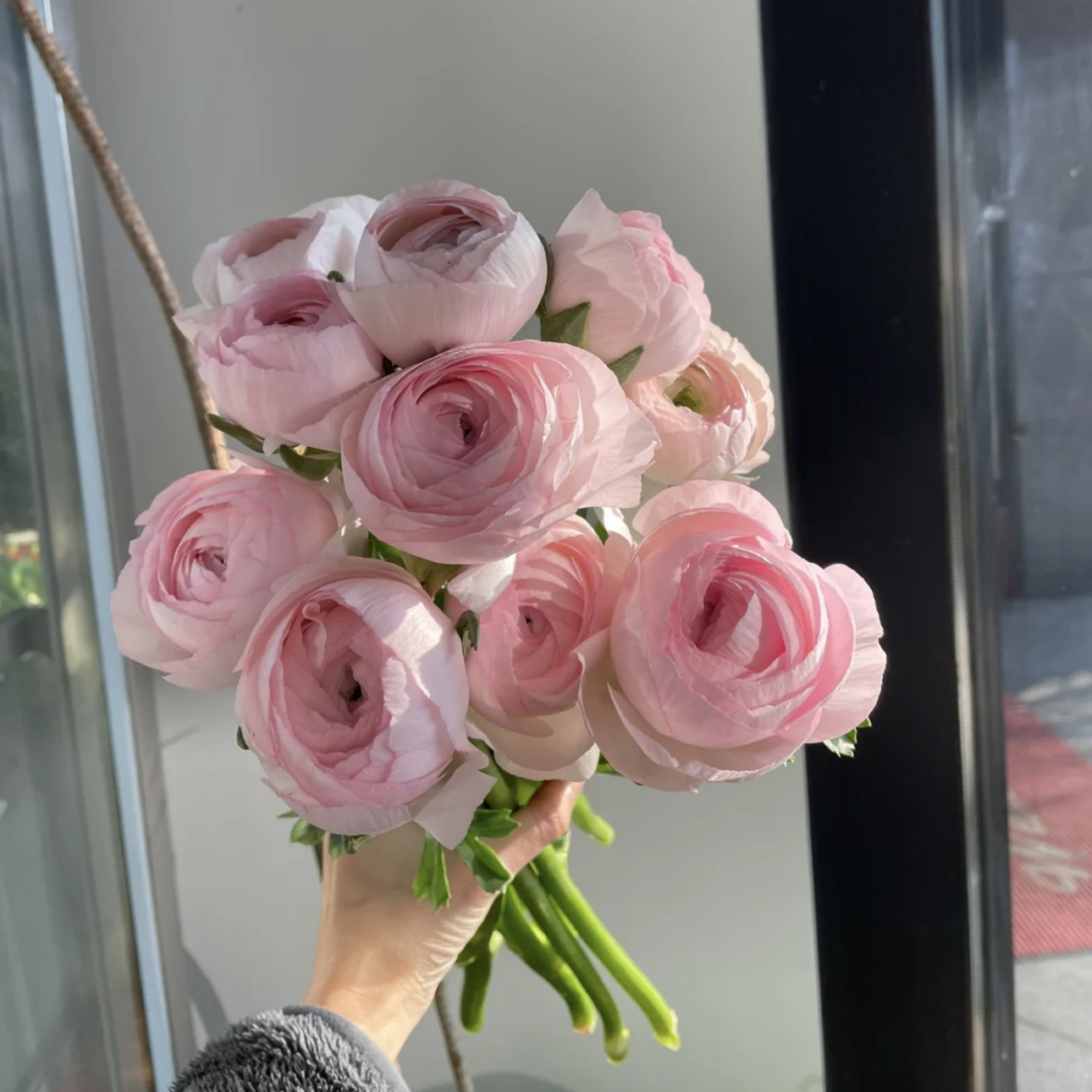 【杨鹏鲜花】樱花粉河内 洋牡丹（养护找客服不保水生花苞发货）