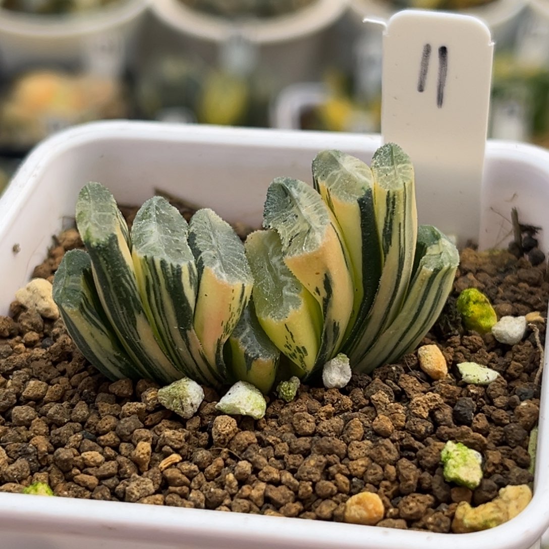 11电影玉扇锦福利专场