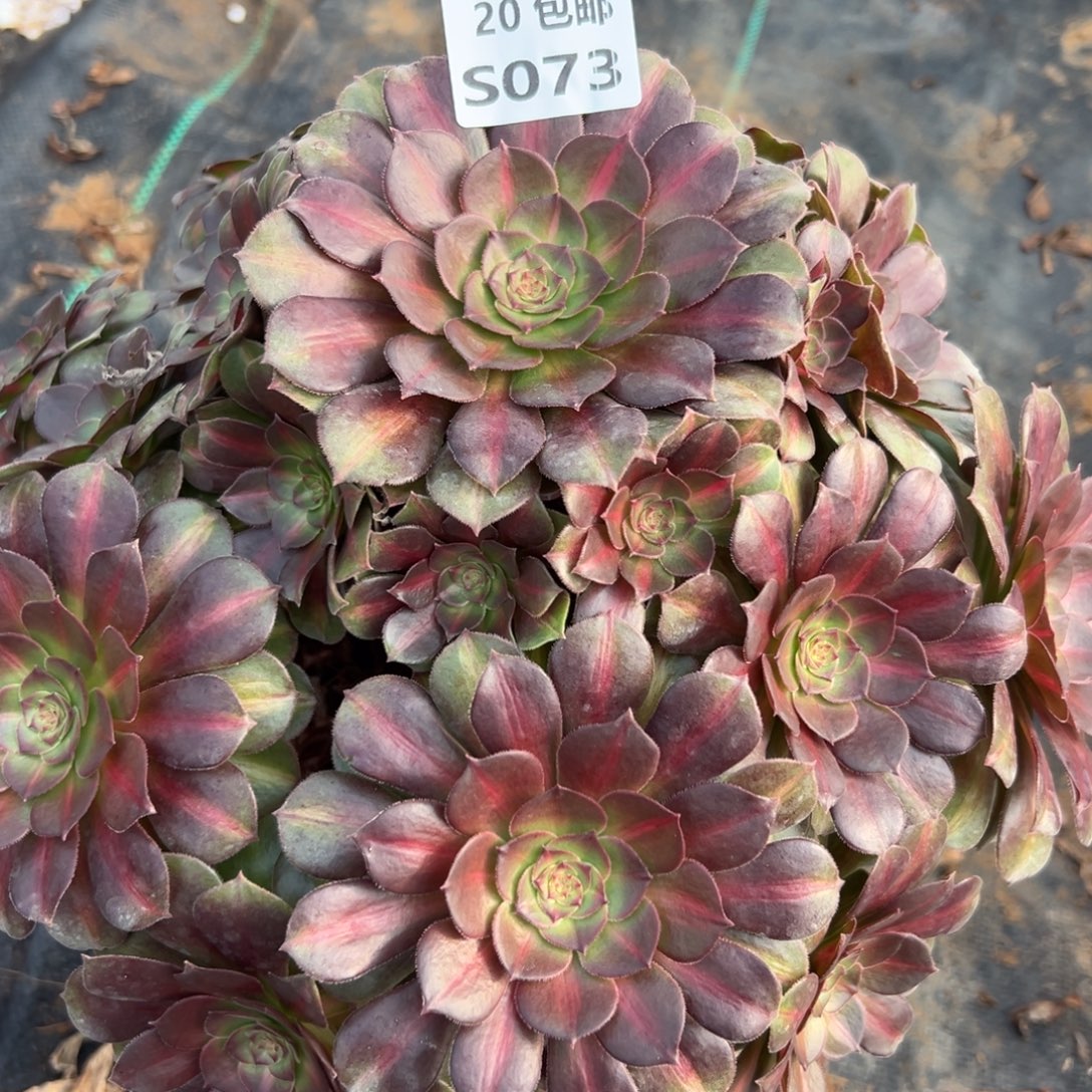 073红茶，满20包邮嘟叮熊